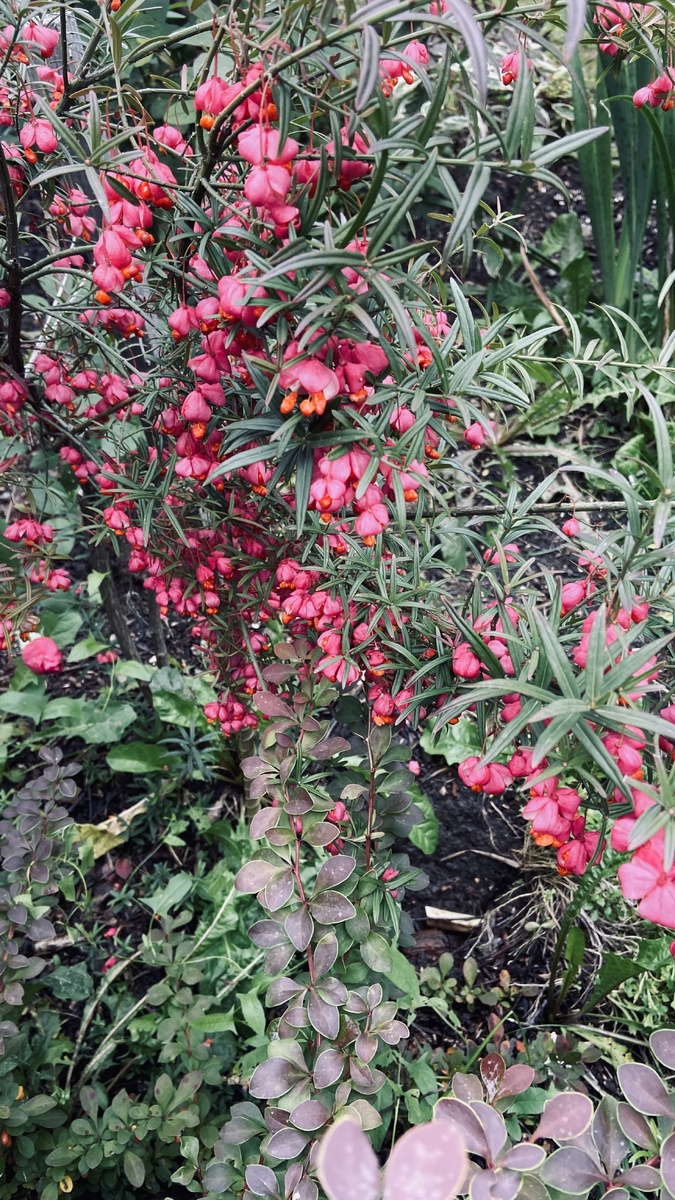 Бересклет коопманна