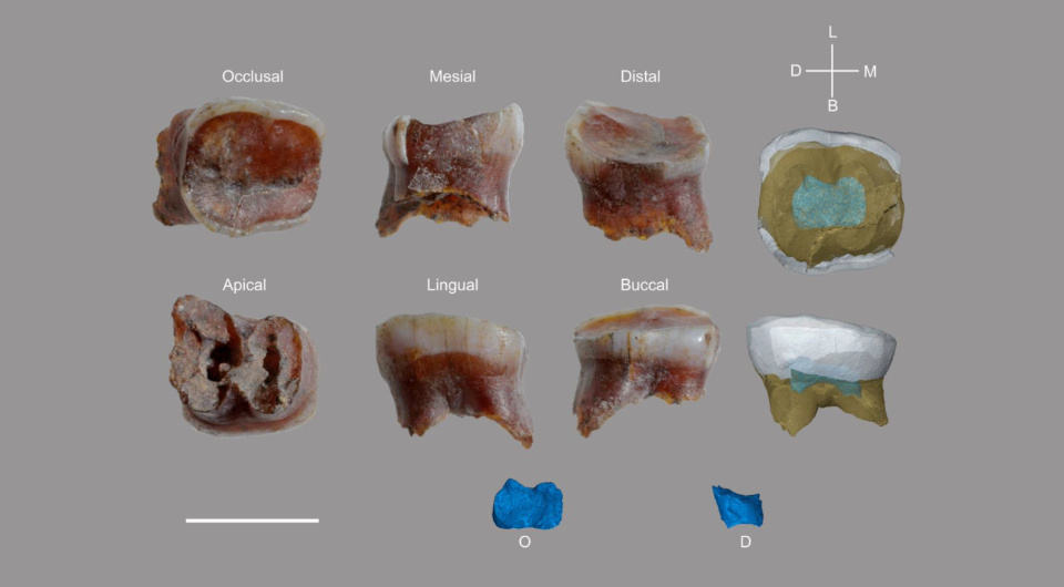   Marina Lozano et al. / American Journal of Biological Anthropology, 2024