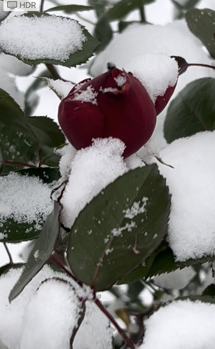 Розы в снегу 
