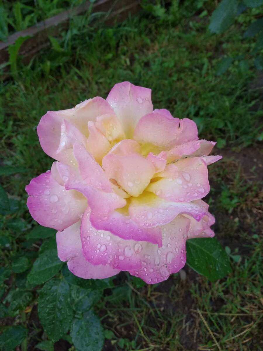 Чайно-гибридная Роза Глория дей