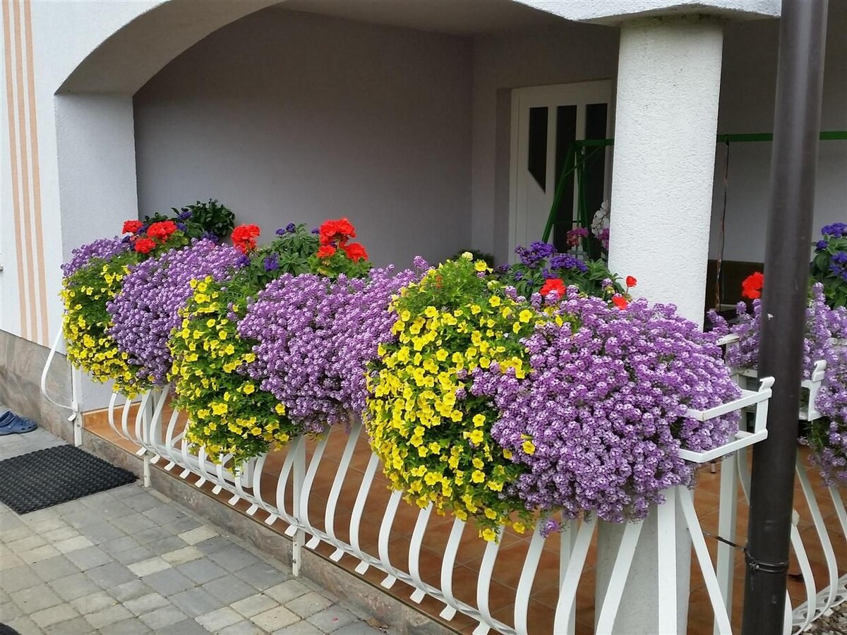 Алисум и петуния. Фото с Яндекс.