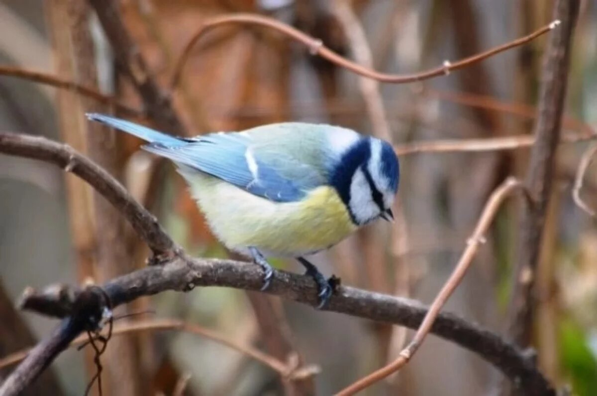    Редкая синичка – лазоревка.