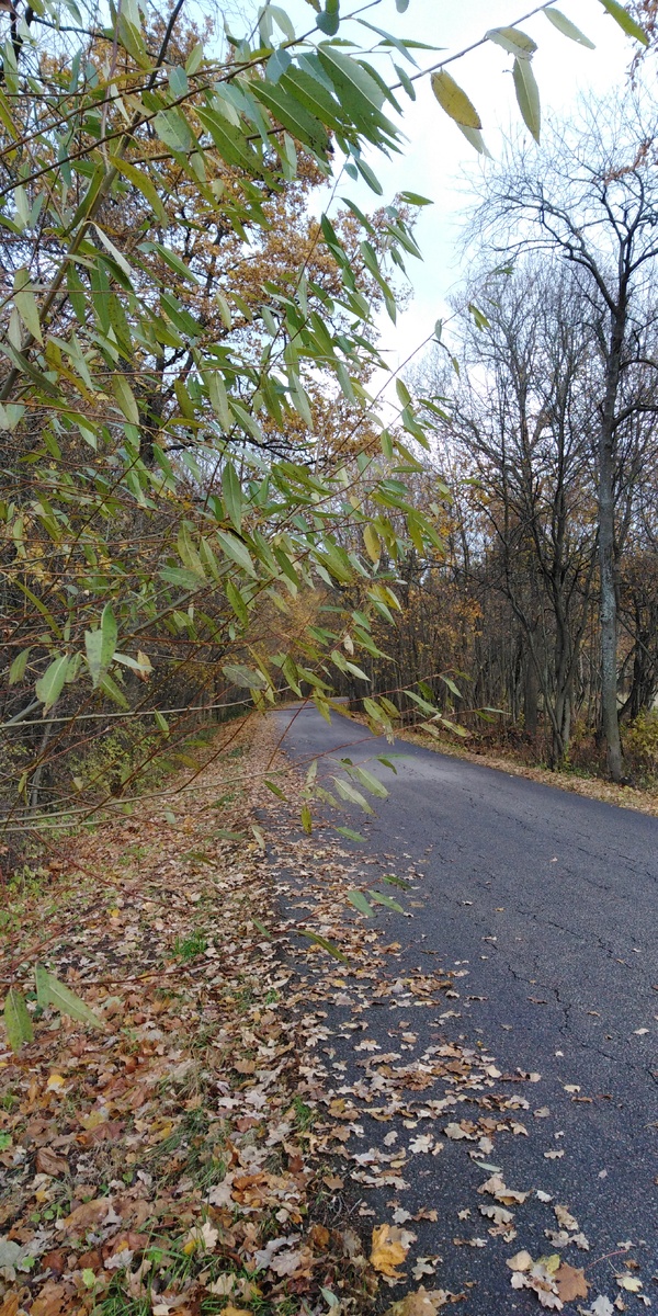 Дороги манят бродить по ним, загребая листья ногами... 