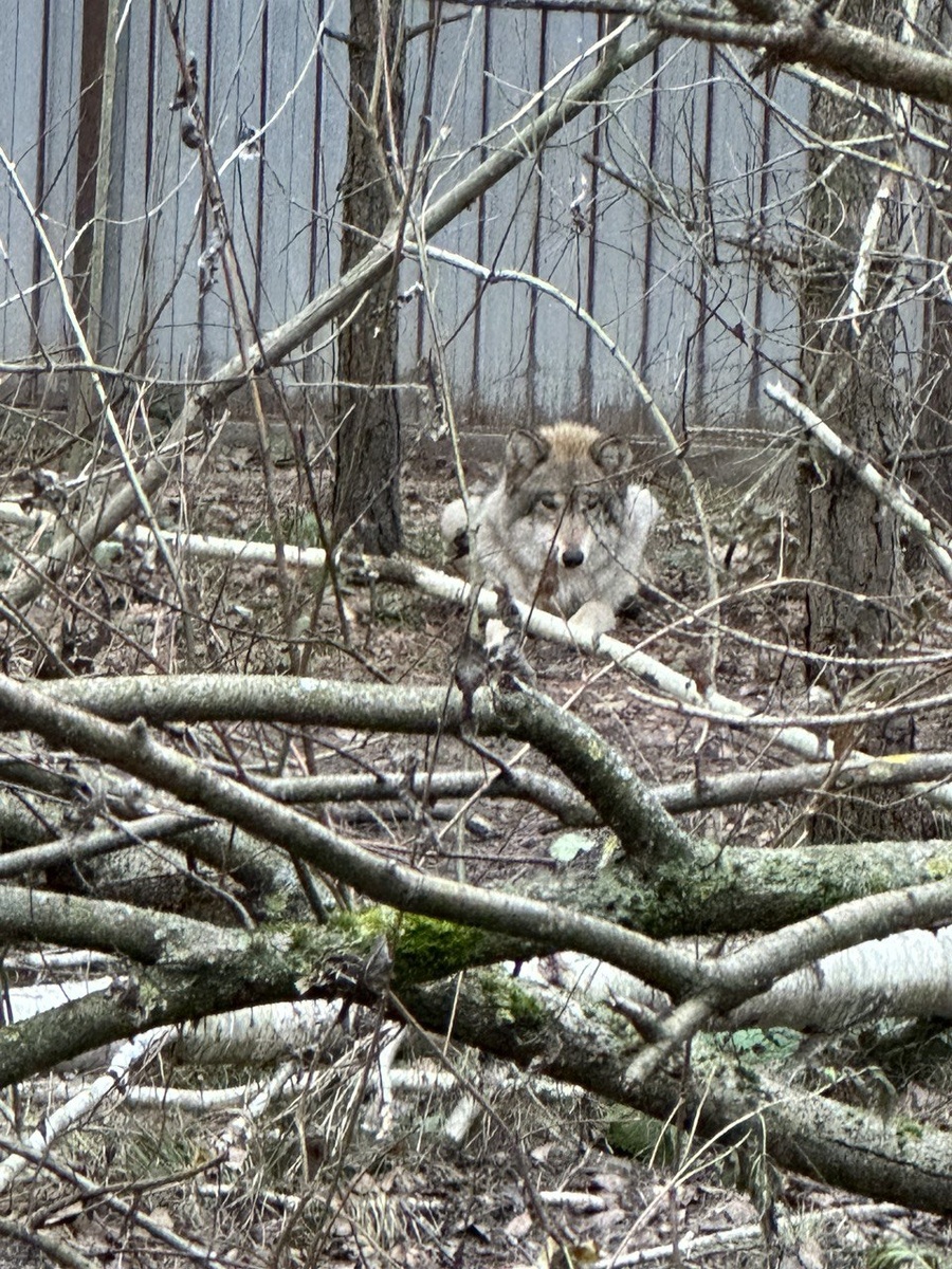 дагестанский волк