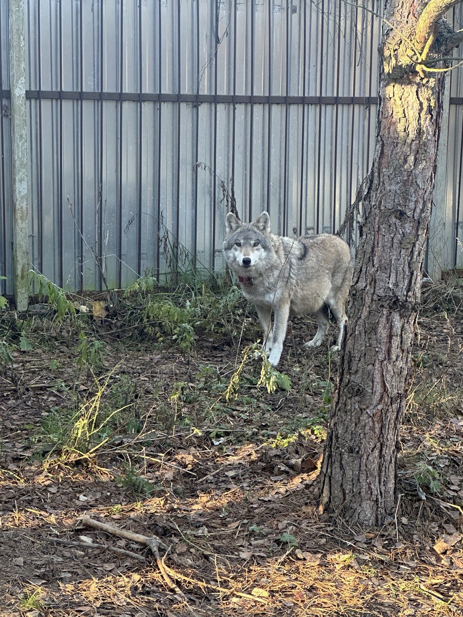 Они очень красивые сейчас. Шубы готовы к зиме. Расслаблены, но смотрят с настороженностью