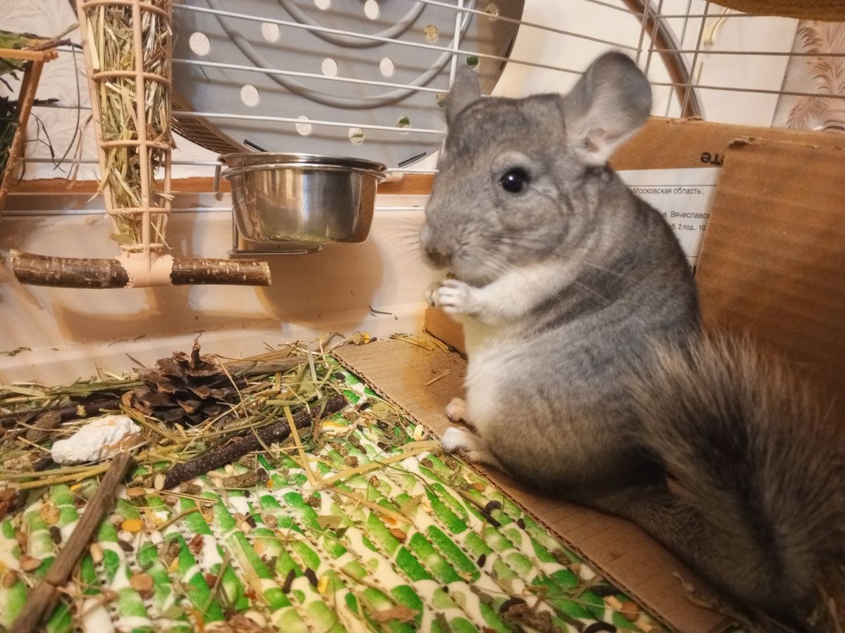 Инспектор, ты ли это?