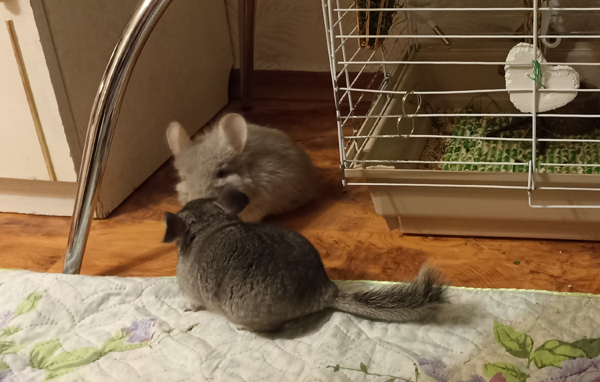 Машуша и Крашуша знакомятся