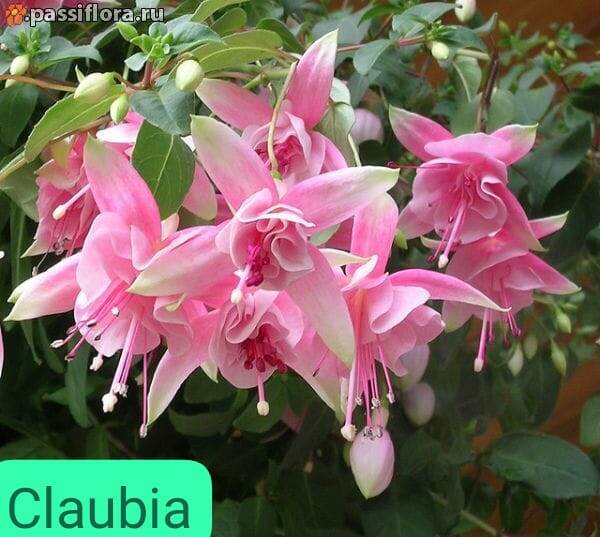 фото с интернета