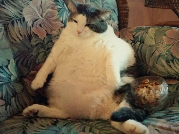 Мечи на стол хозяйка, пока треснет майка