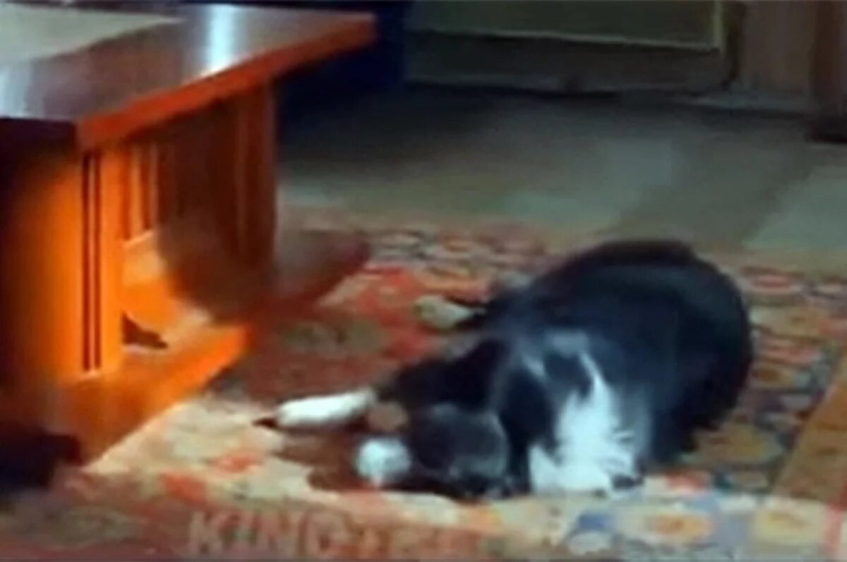    Пес Сугроб — любимец зрителей.