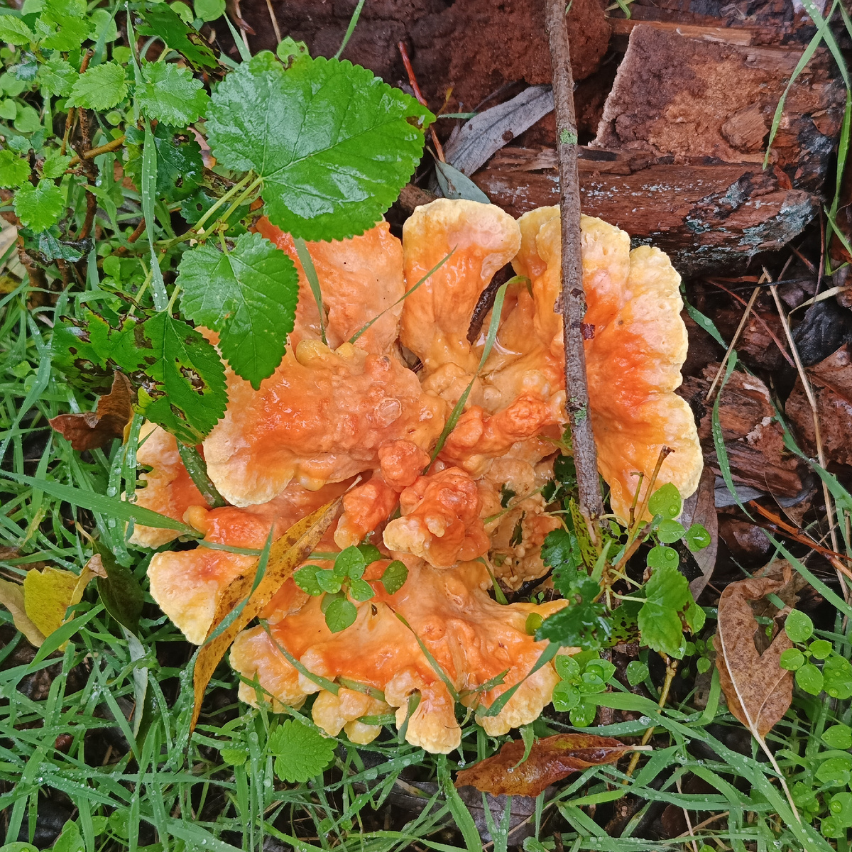 Вот он какой красавчик на пеньке вырос 