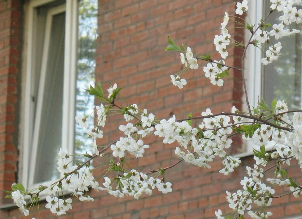 Яндекс картинки