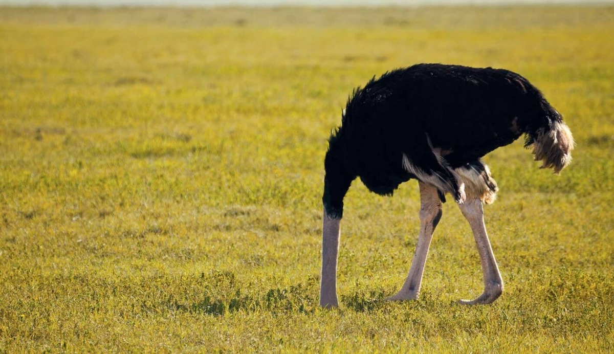    Страусы никогда не прячут голову в песок — это миф. Источник изображения: Live Science