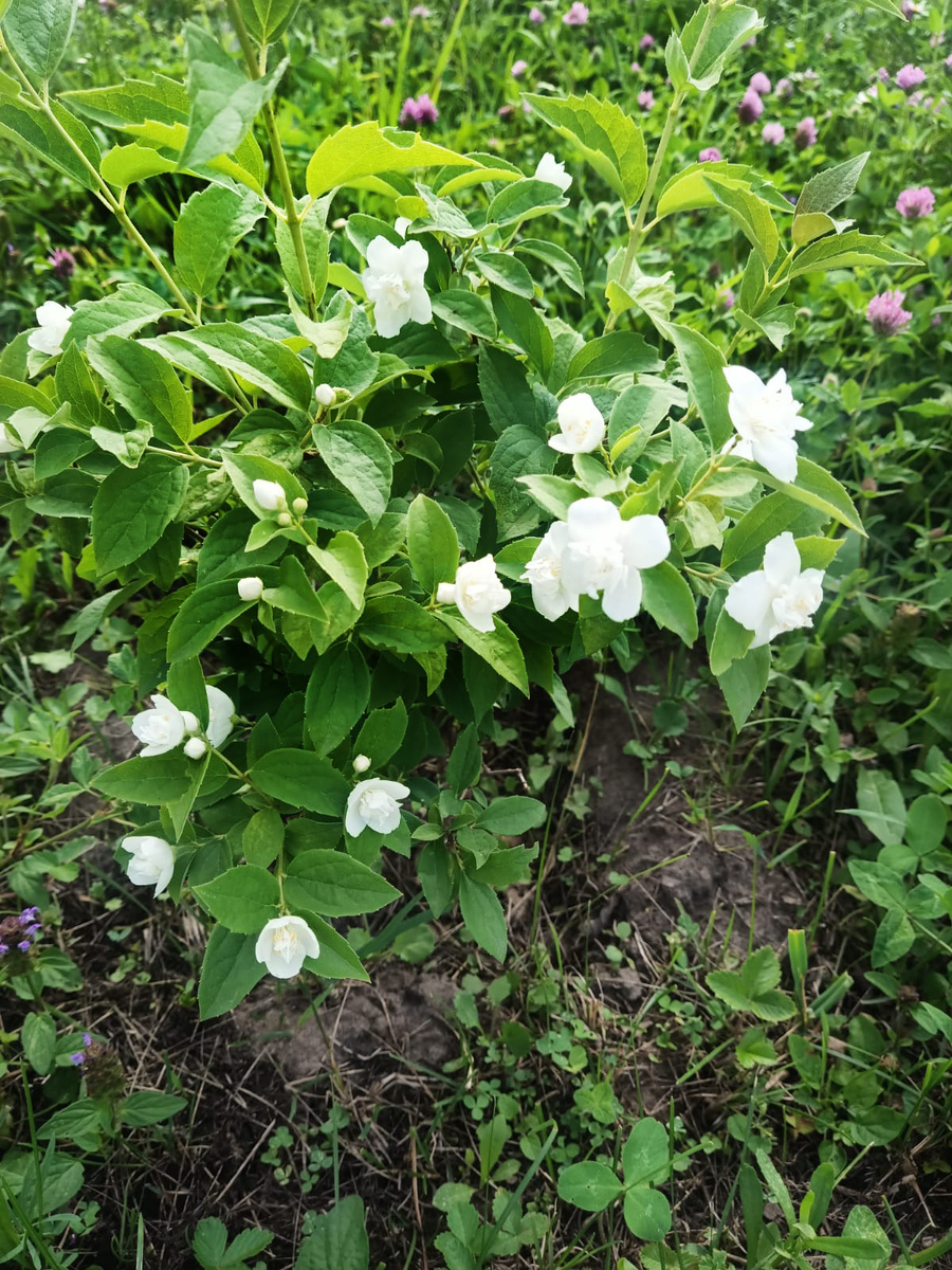 Чубушник, начало июля 2024