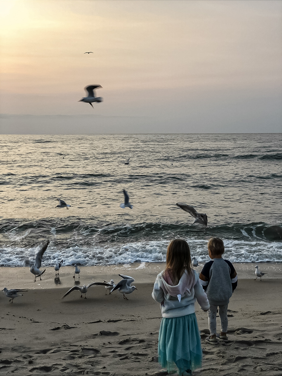 Балтийское море и чайки в октябре, Зеленоградск