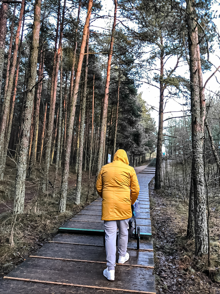 Куршский лес, ноябрь