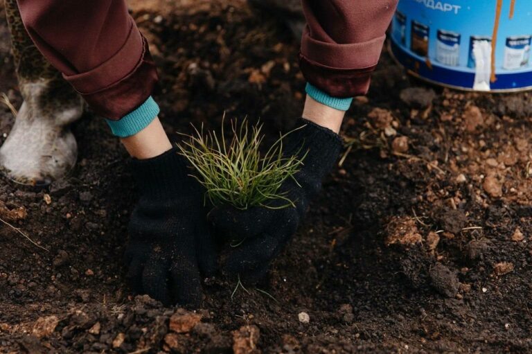    «Сохраним лес». В Оренбуржье высадили около 300 тысяч саженцев клена, тополя и ели Кристина Просвиркина