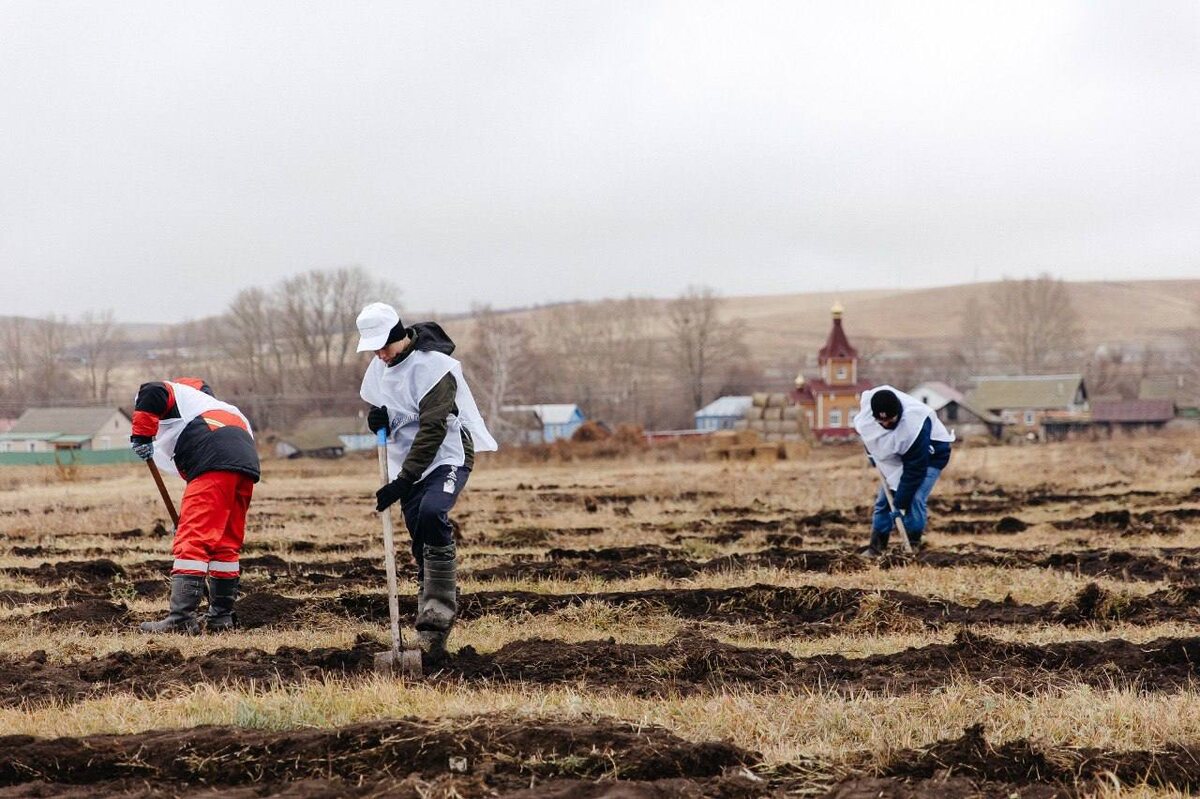  📷    «Сохраним лес». В Оренбуржье высадили около 300 тысяч саженцев клена, тополя и ели Кристина Просвиркина