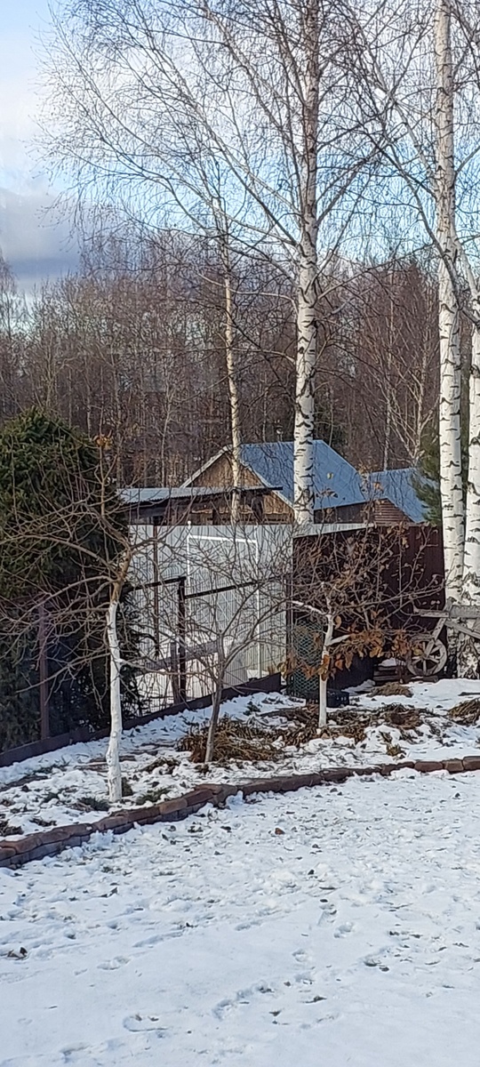 Вот он. Весь тут. Две яблони и облепиха. Ещё есть груша, но она в кадр не вошла. 11.11.24