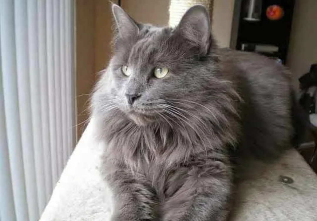 Красавцы Нибелунги. Фото Pinterest 