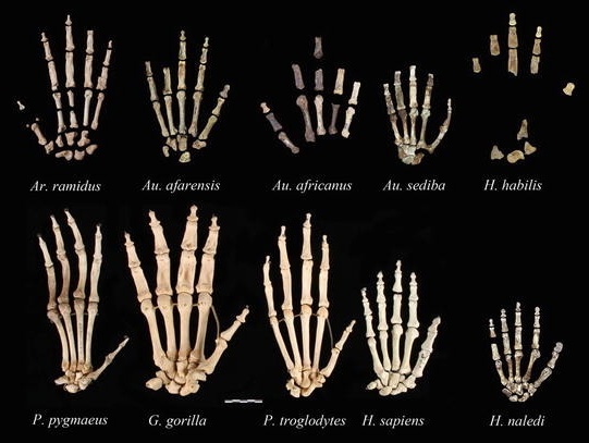 Скелеты рук современных человекообразных и ранних гоминин, иллюстрирующие вариации пропорций рук. Современные кисти гоминоидов (внизу слева направо), все взрослые, включают самку Pongo pygmaeus, самца Gorilla gorilla gorilla, самку Pan troglodytes и самку Homo sapiens. Руки гоминин, сверху слева направо: Ardipithecus ramidus [ARA-VP-6/500, Australopithecus afarensis (AL 333), Australopithecus africanus (Sterkfontein), Australopithecus sediba, Homo habilis (OH 7), и Homo naledi. 