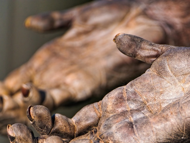 Руки шимпанзе.