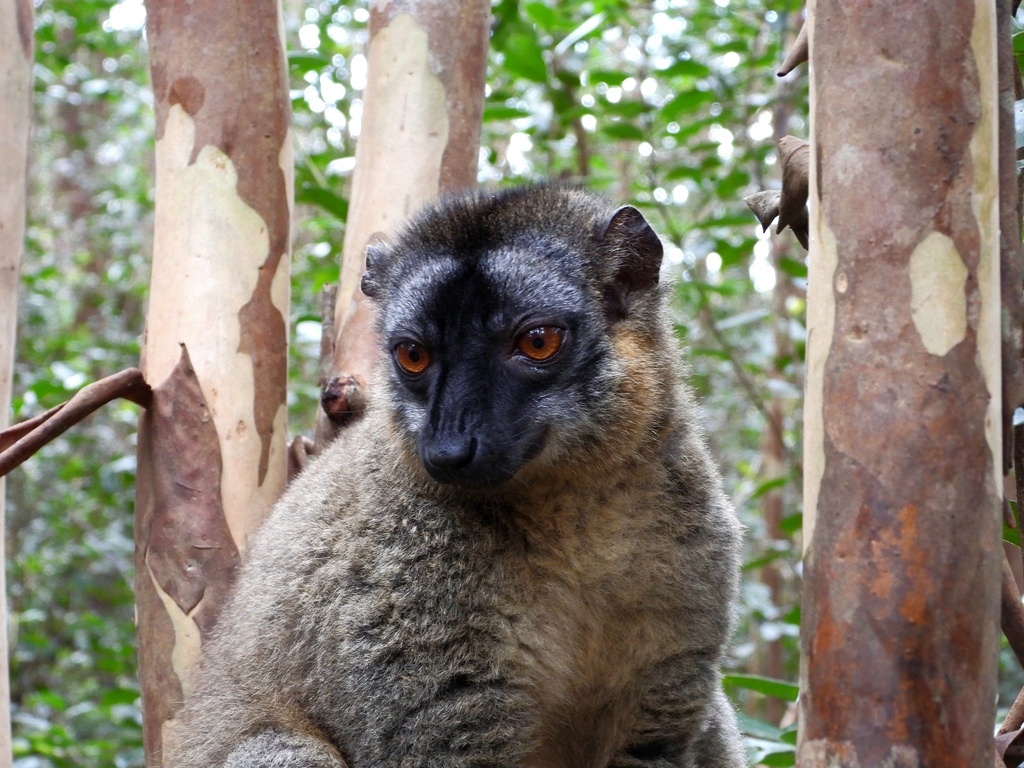 Бурый лемур