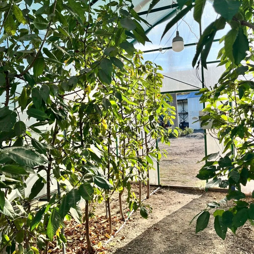 В России технология выращивания черешни в теплицах в закрытом грунте распространена слабо, говорит Василий Индыло // Фото предоставлено собеседником 