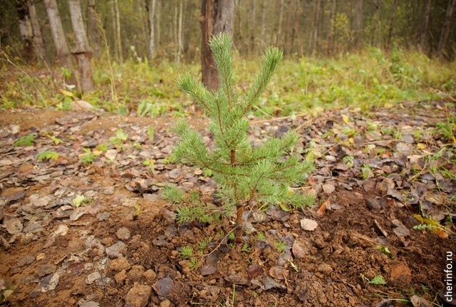   69-летняя череповчанка и ее 62-летняя сестра заблудились около деревни Пустошка