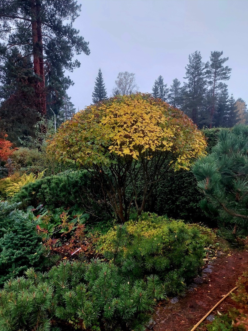 Клен Гиннала в саду Юрия Андреещева. Букетная посадка https://vk.com/sadmitrofanycha