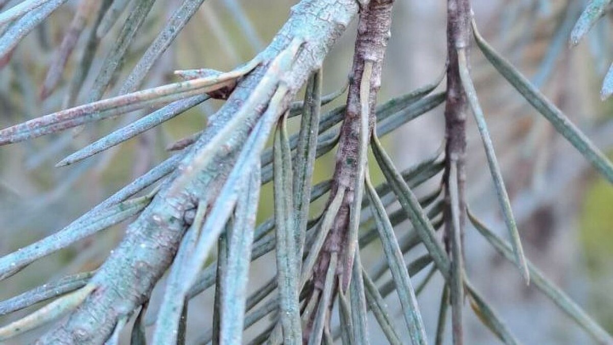    Фото t.me/chpnvrsk_official