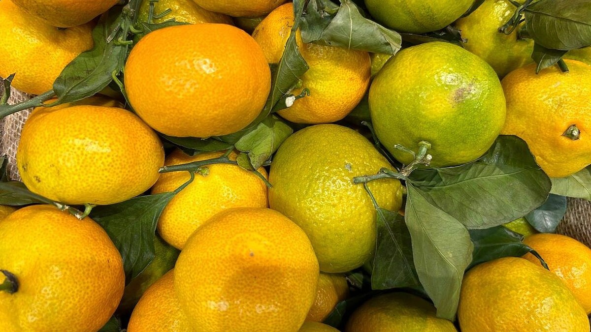    Фото: телеканал «Краснодар»