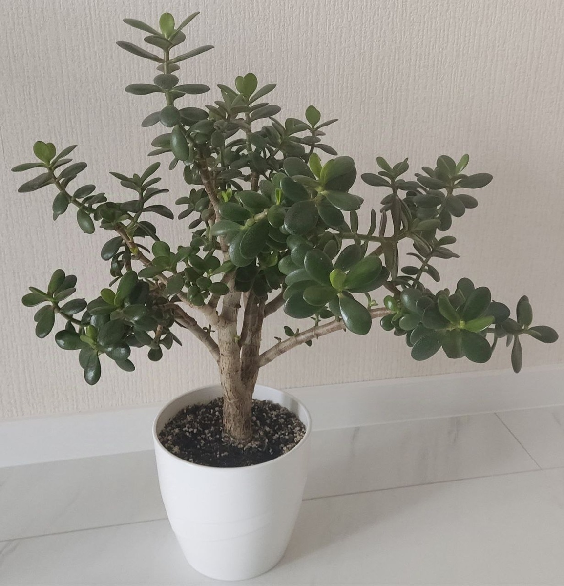 После почти полной стрижки, растение обзавелось пышной кроной и увеличило листочки