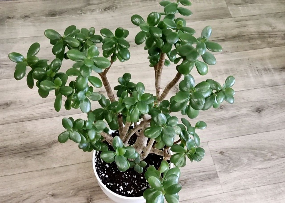 Сразу после весенней пересадки, до обрезки