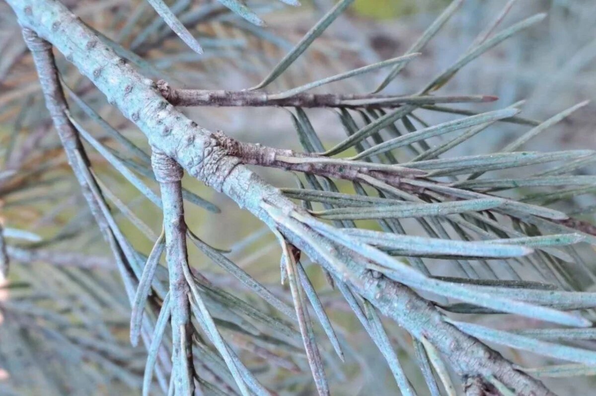    Власти Новороссийска объяснили, зачем в городе красят елки в зеленый цвет