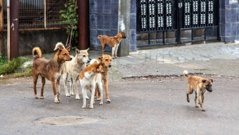    Фото: t.me/chp_sochi