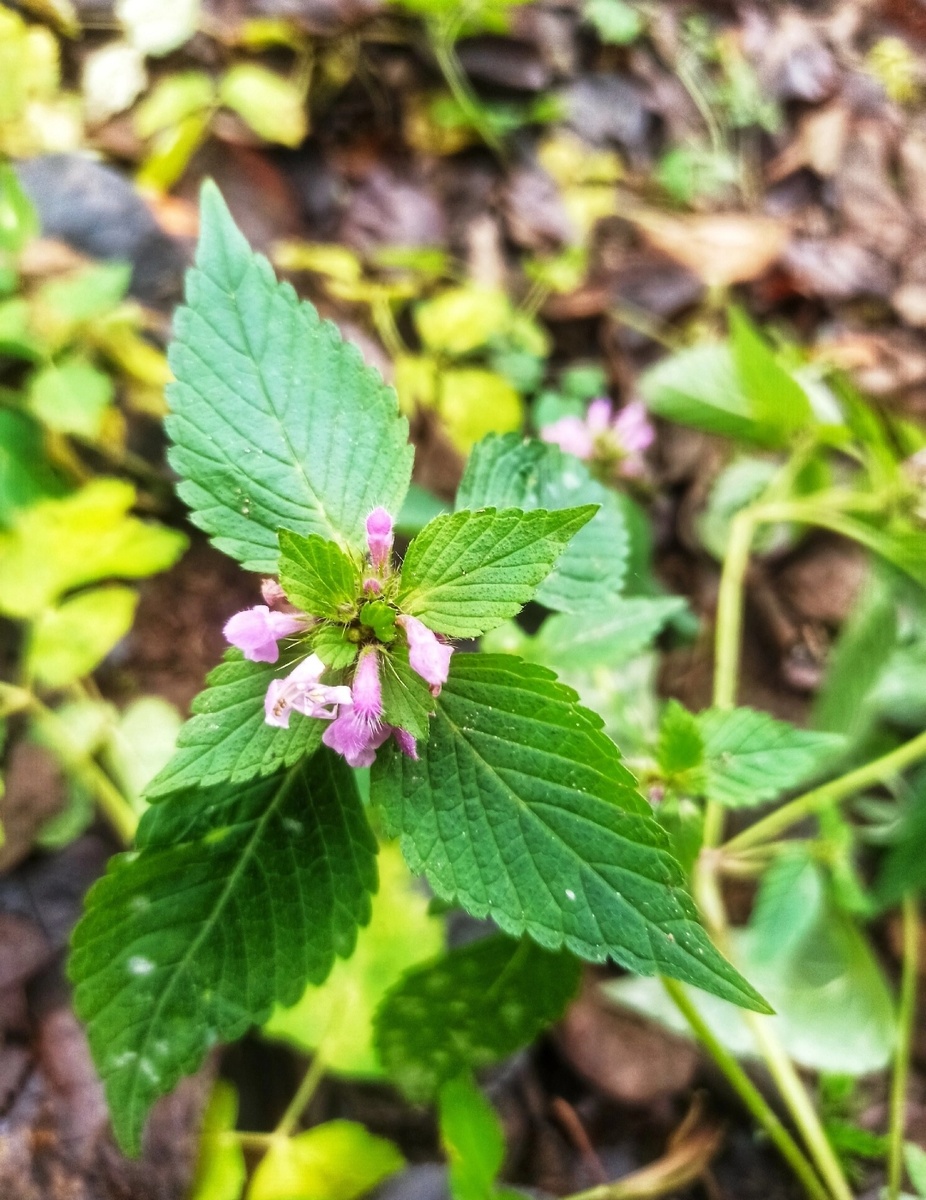 Последние цветы ноября