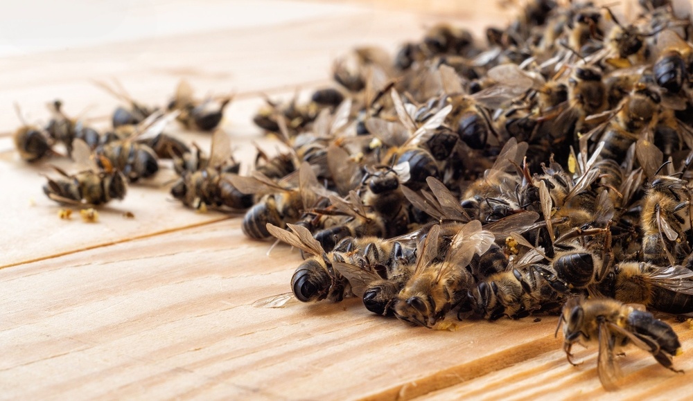 Коллапс пчёл