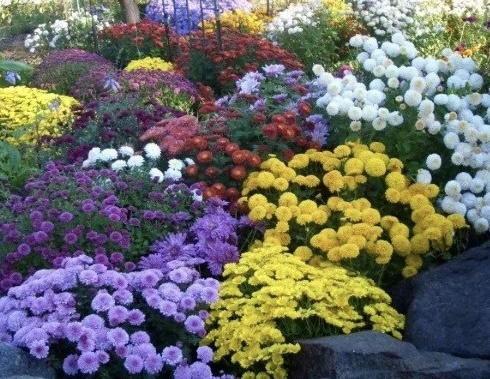 Хризантема