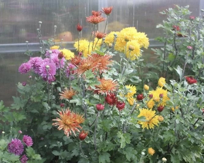 Хризантема высокорослая и среднерослая