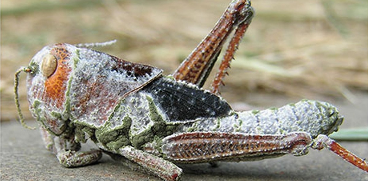 Перелетная саранча, погибшая от заражения грибом Metarhizium robertsii. Фото В. Крюкова