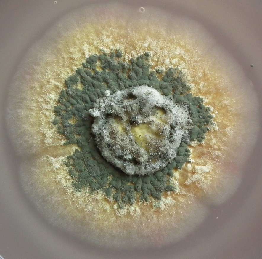 Рост колонии гриба Metarhizium на искусственной питательной среде. Фото В. Крюкова