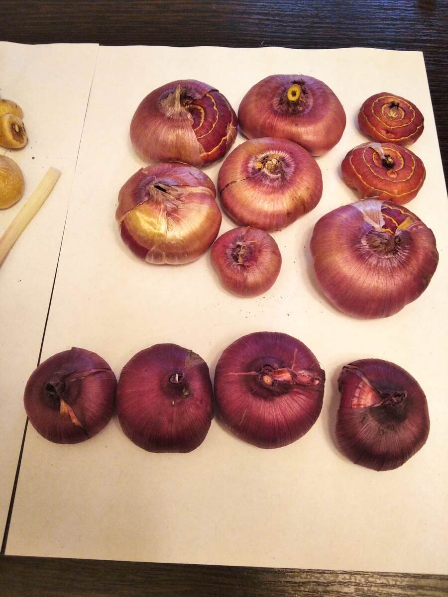 Здесь два сорта