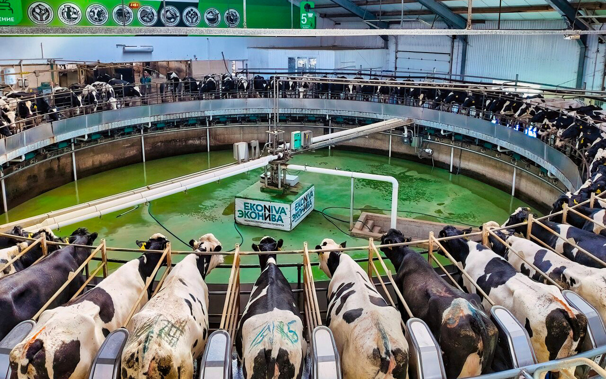 За полный круг на карусели корова успевает отдать все молоко. Заходит на круг она охотно, а выгоняют ее в конце карусели направленными струйками воды.