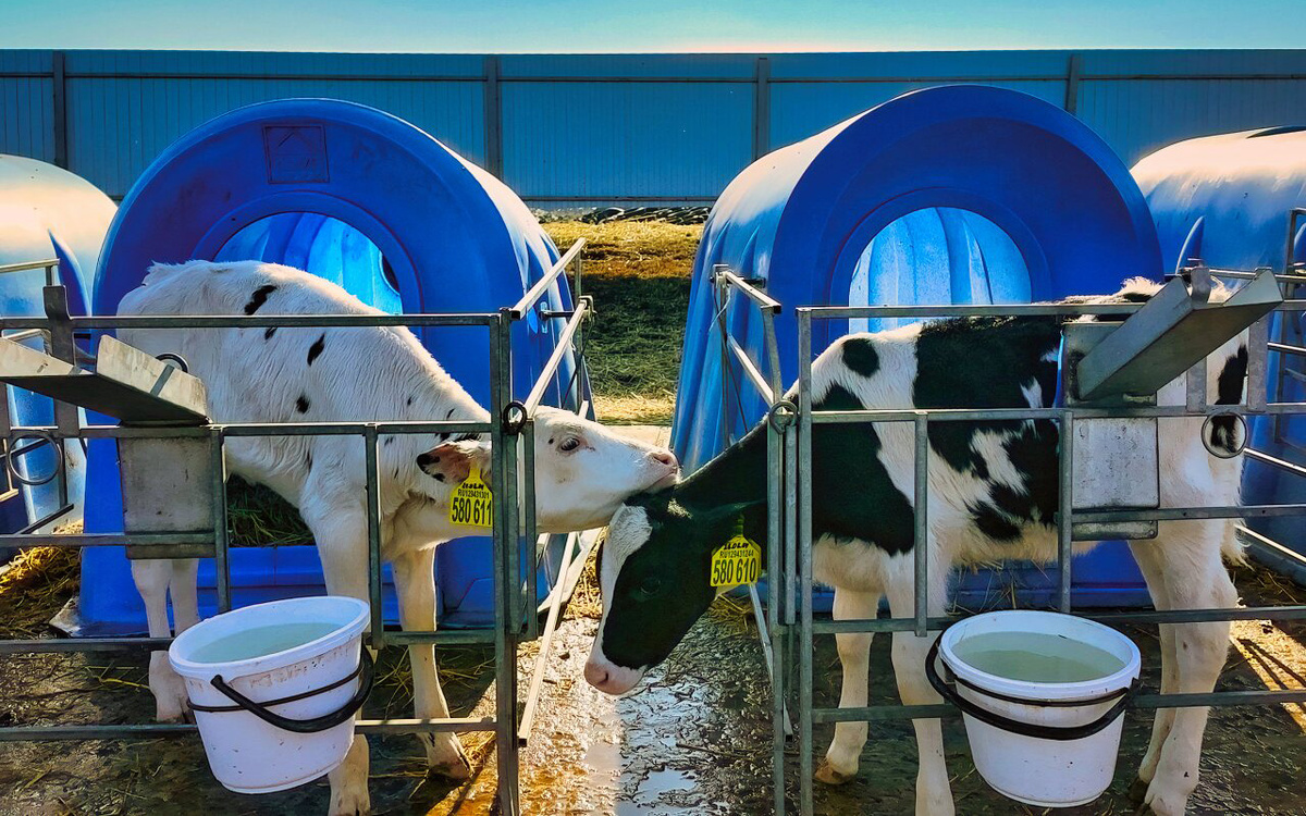 Телят содержат в отдельных вольерах. Когда подрастут, их переведут в общие загоны. По цвету бирок животных отличают по половому признаку: желтый – корова, красный – бык. Но быки надолго на фермах не задерживаются.