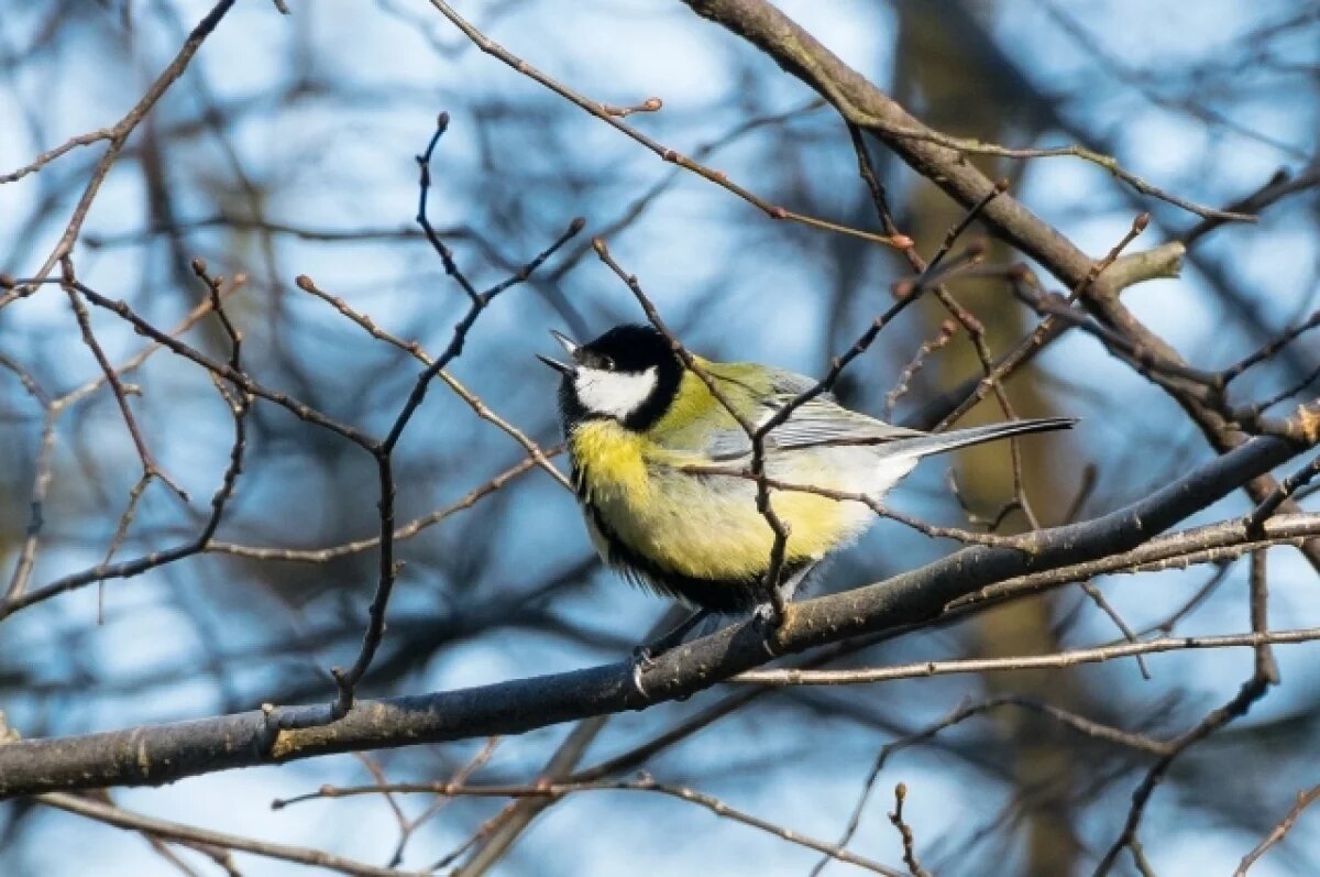    «Синичкин день»: новосибирцам рассказали, стоит ли зимой подкармливать птиц