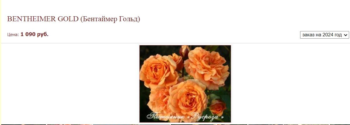 Их каталога питомника "Русроза"