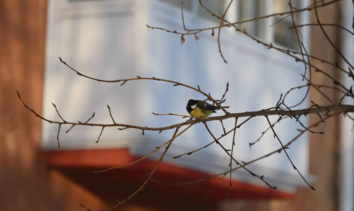    Фото: Артемий Скиба