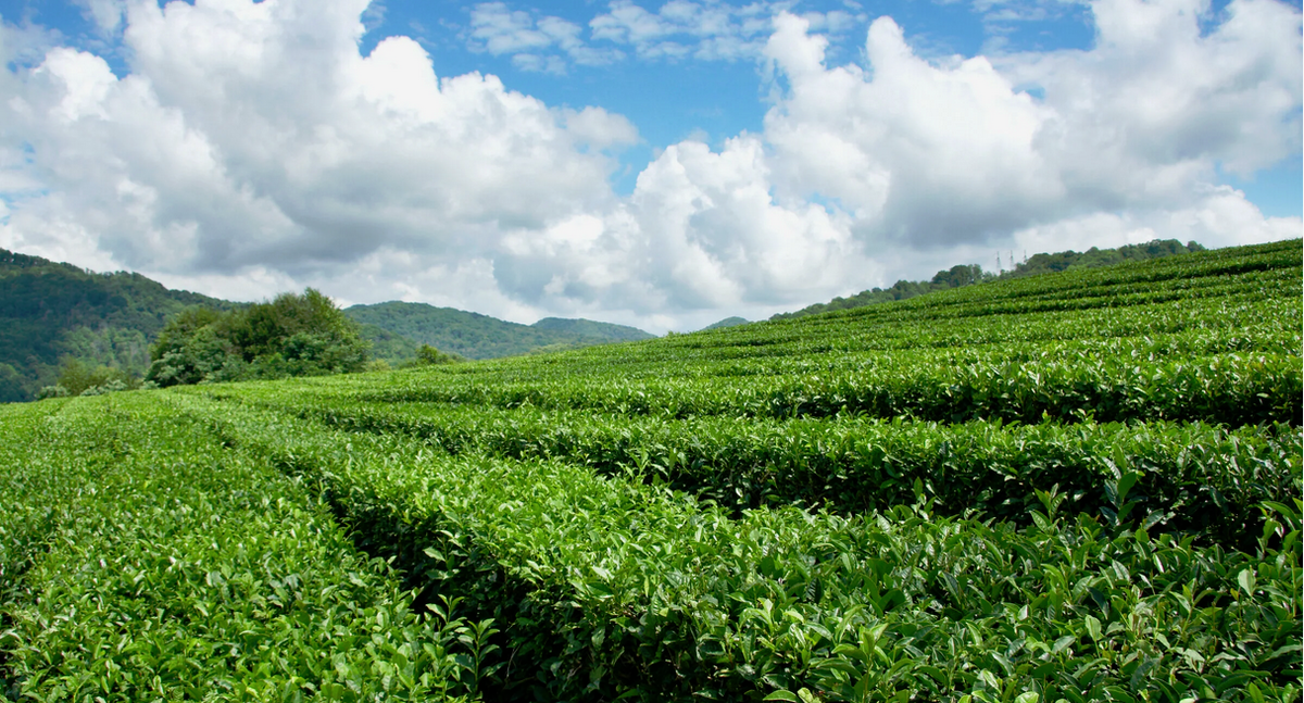Чайная плантация.