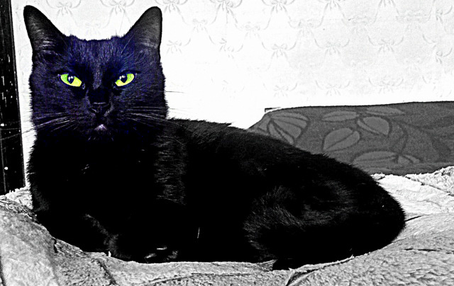 Принцесса кошка Алиса